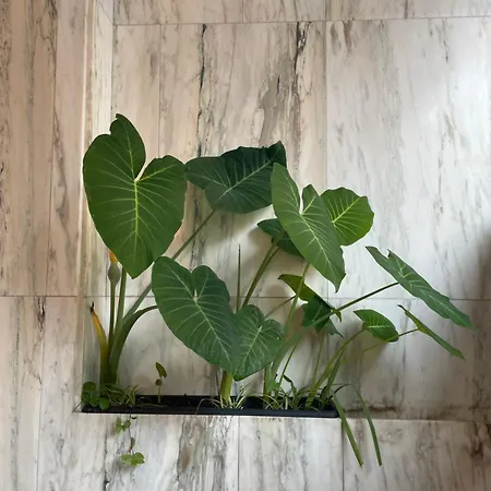 Apartment Crunia