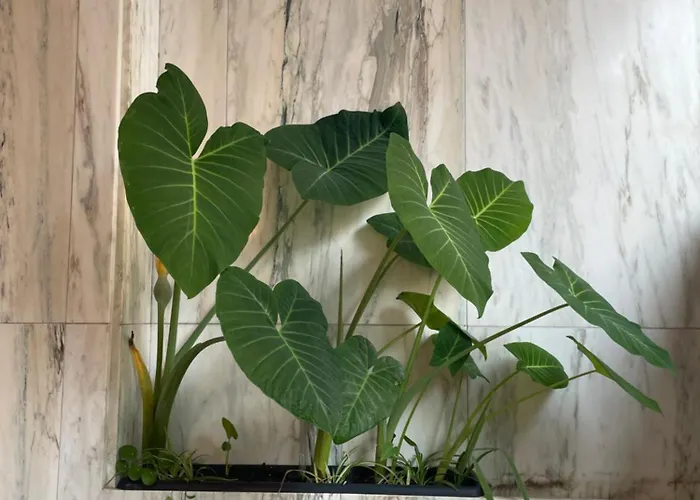 아파트 Crunia - Estudios